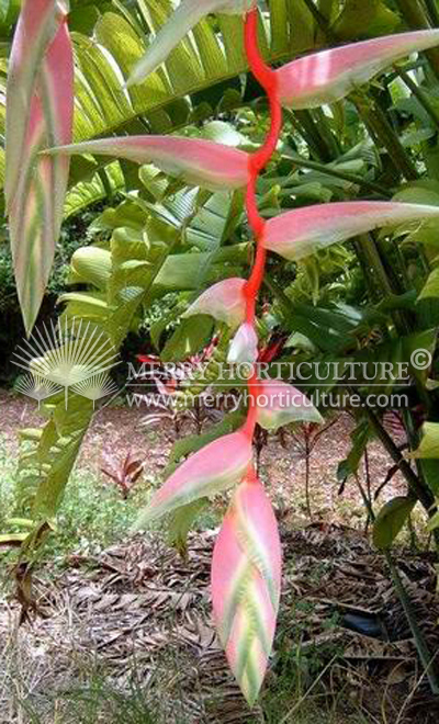 Heliconia sexy pink